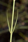 Bartram's rose gentian